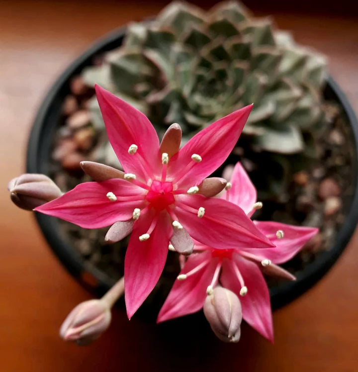 Graptopetalum Bellum Blomsterfrø til udplantning - 100 stk