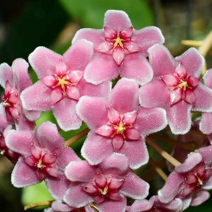 Hoya Carnosa Blomsterfrø til Plantning Pink 100 stk