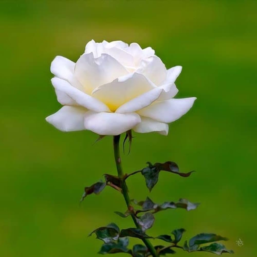 white rose flower seeds