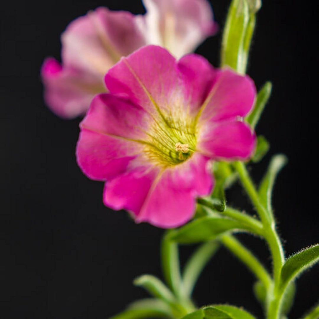 Yellow & Pink Petunia Flower Seeds for Planting - Heirloom, NON-GMO, Vibrant Garden Blooms