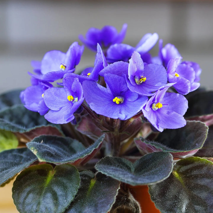 African Violet Sky Blue Flower Seeds for Planting - 100 pcs