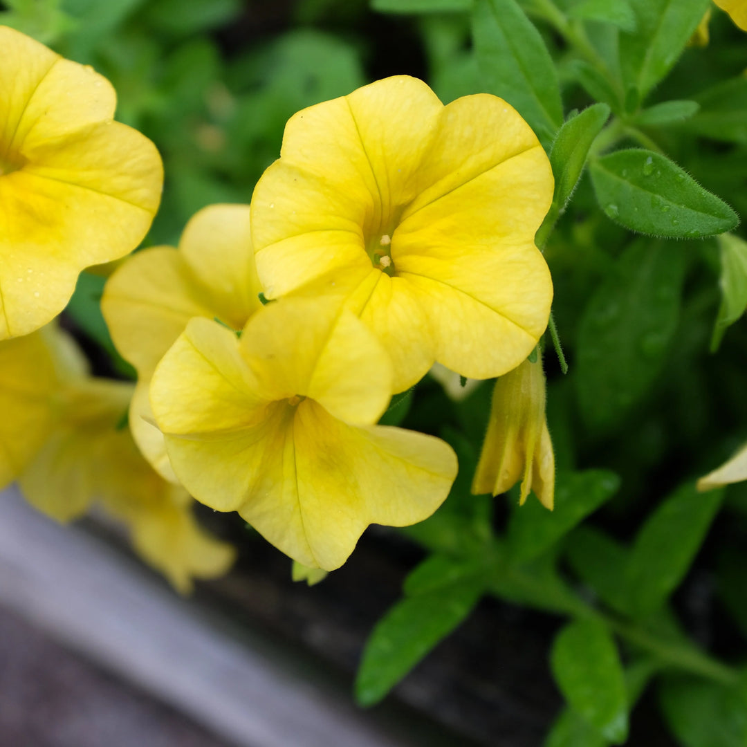 Gule Calibrachoa blomsterfrø til plantning, lyse blomster, 100 stk