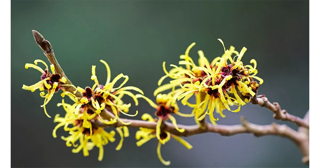 Zaubernuss Hamamelis Blomsterfrø til udplantning - 100 stk