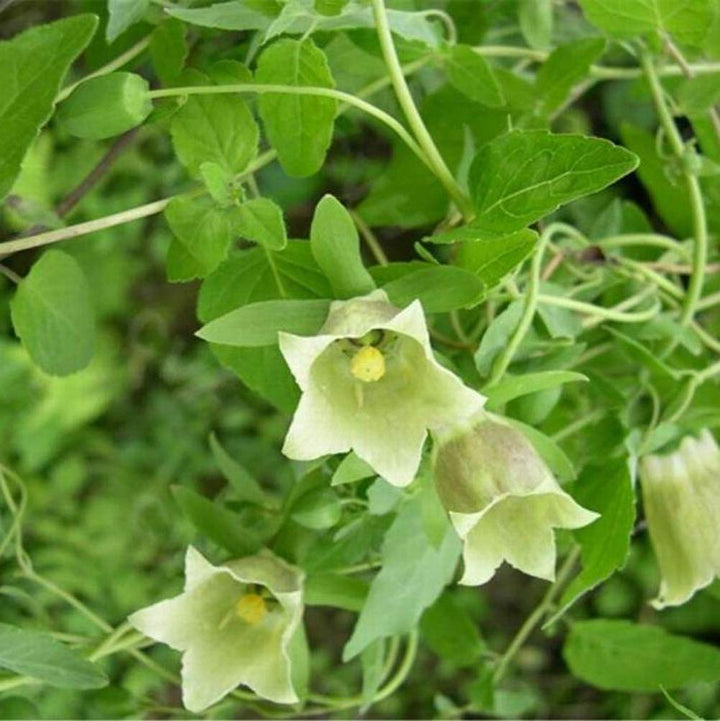 Heirloom Non-GMO Codonopsis Flower Seeds for Garden Planting – Rare Blooms Variety