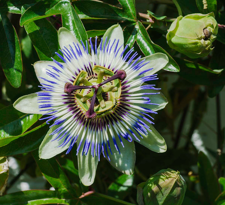 Blue Passion Flower Seeds for Planting – Non-GMO, Easy Grow Vibrant Climbing Vine for Garden &amp; Patio