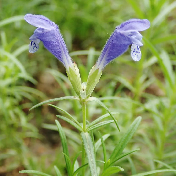 Dracocephalum Flower Seeds – Heirloom Non-GMO Dragonhead Blooms for Pollinator-Friendly Garden Planting