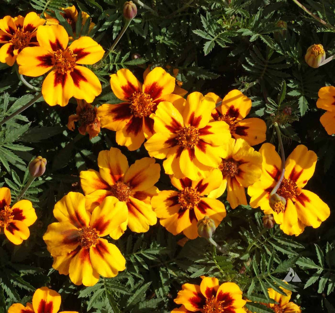 yellow red flower seeds