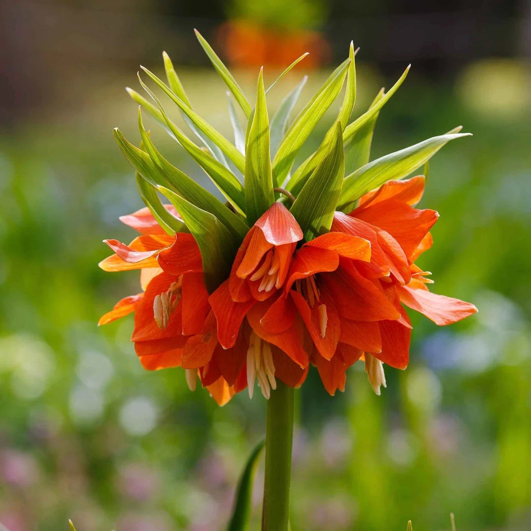 fritillaria flower flower seeds