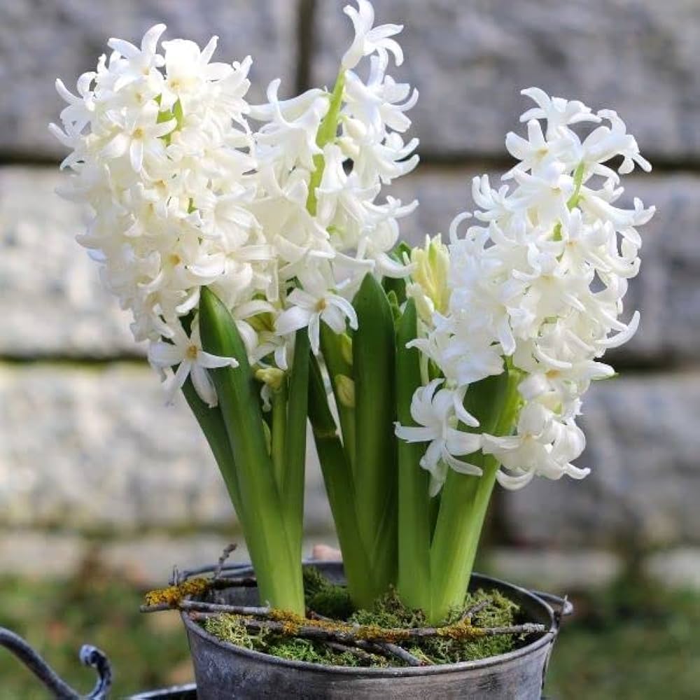 white hyacinthus flower seeds