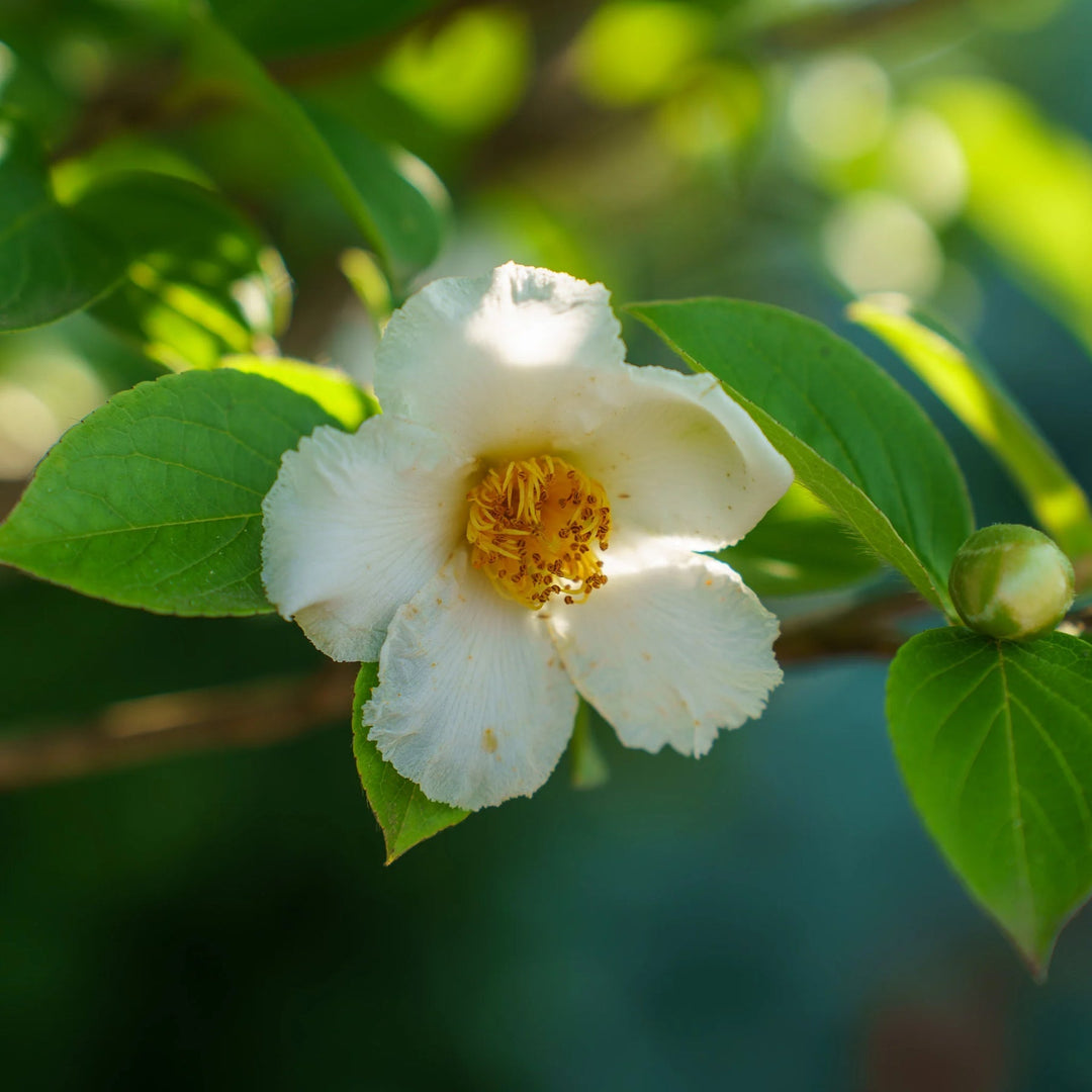 white stewartia flower seeds