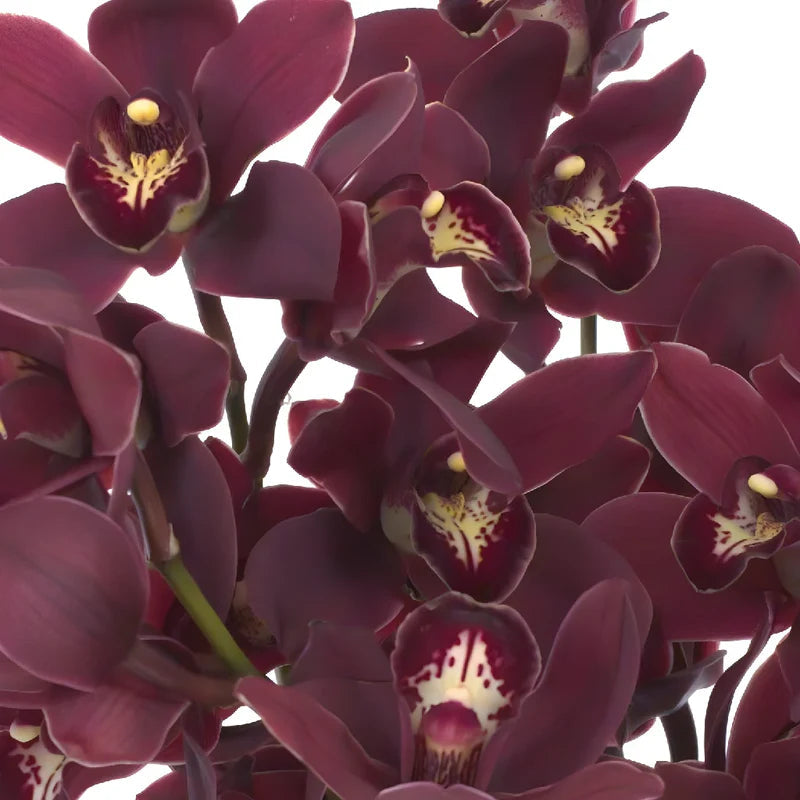 cymbidium orchid flower seeds