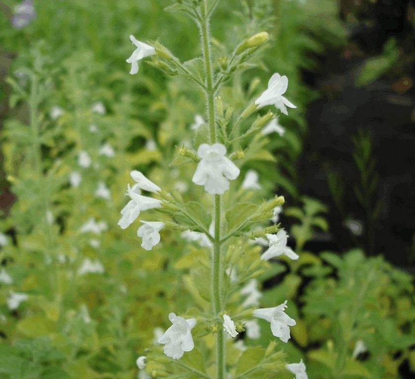calamintha flower flower seeds