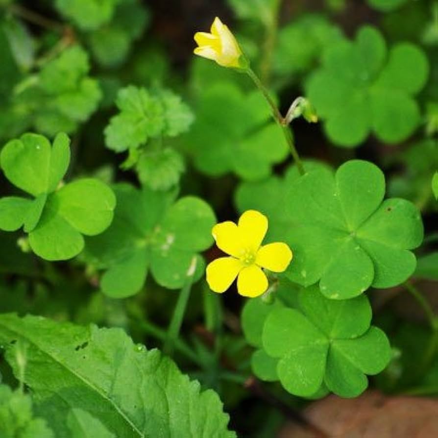 green leaf flower seeds