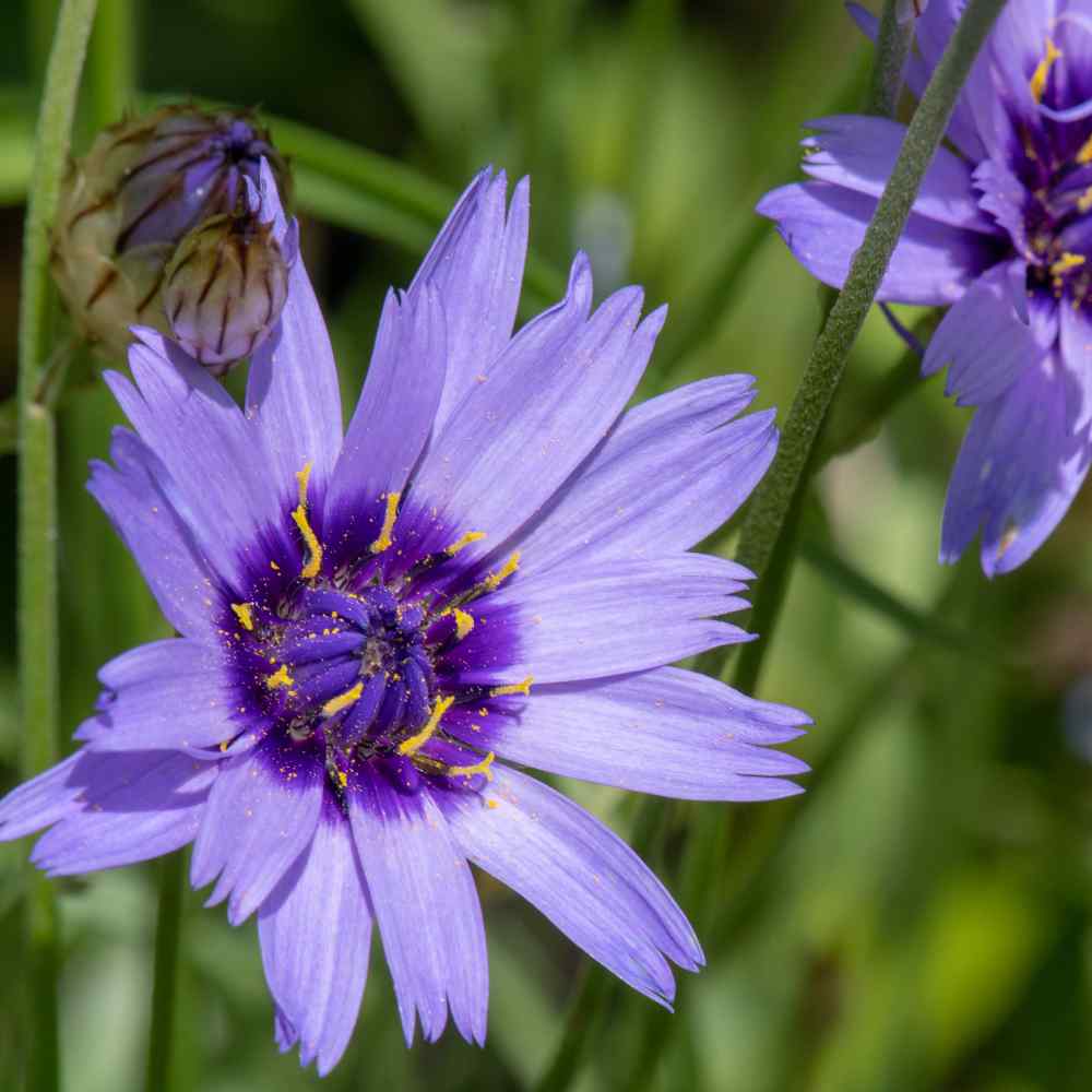 cupids flower flower seeds