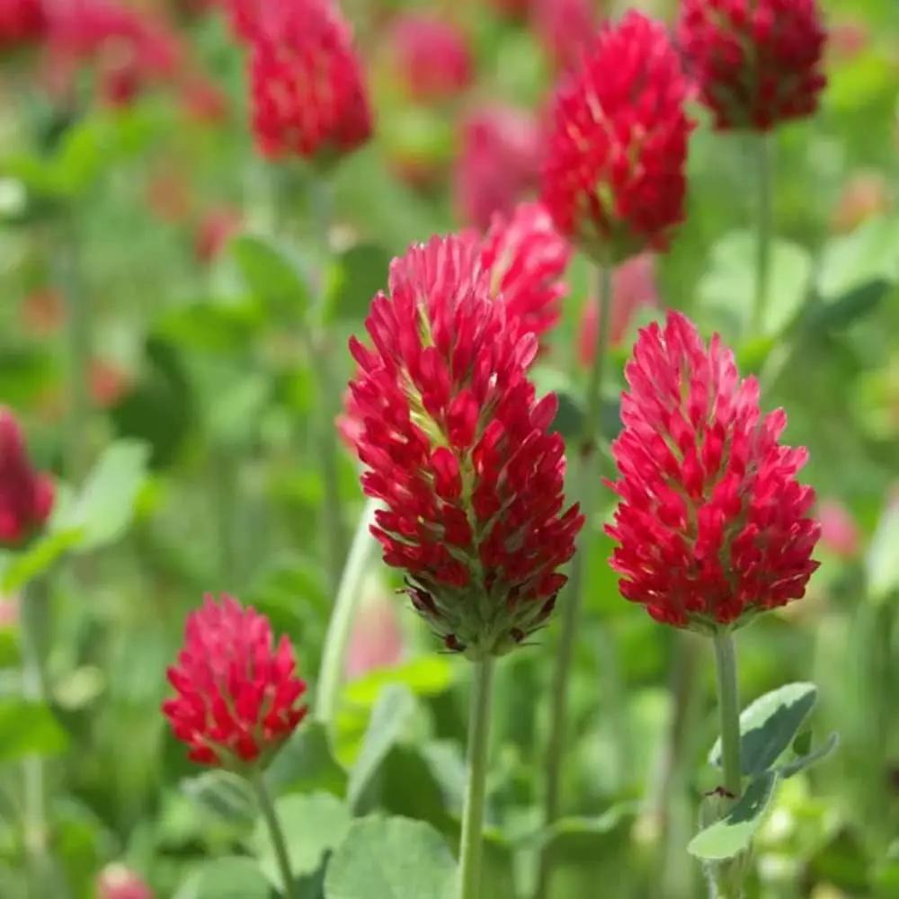 red crimson flower seeds