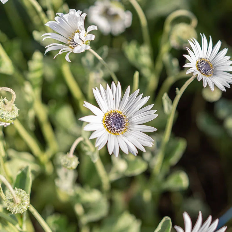 white heirloom flower seeds