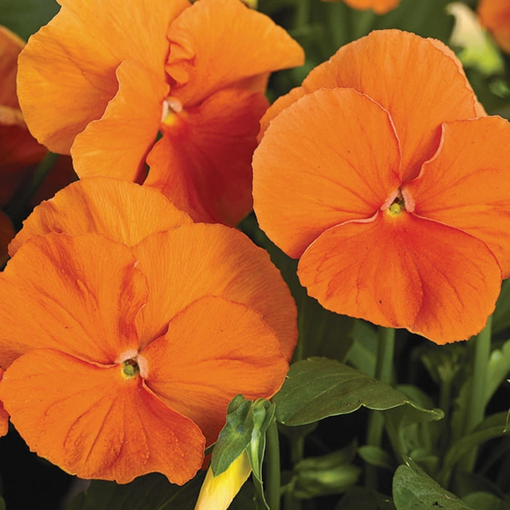 heirloom non flower seeds