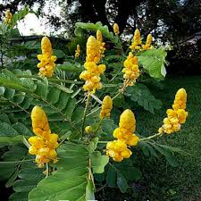 yellow candlestick flower seeds