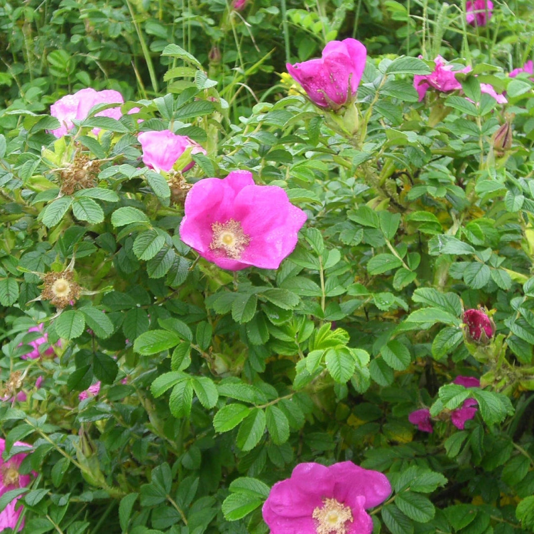 pink rugosa flower seeds
