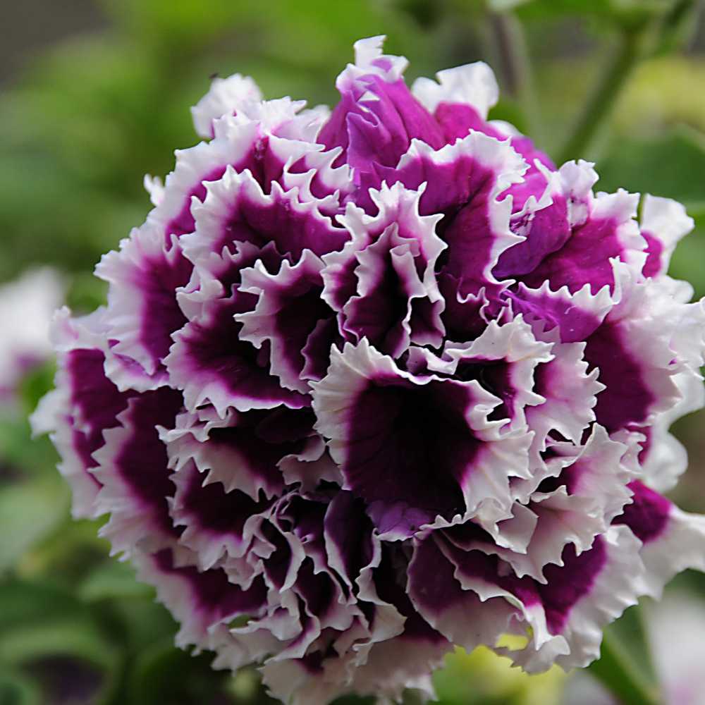 violet double flower seeds