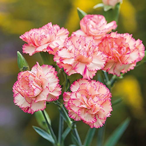 pink white flower seeds