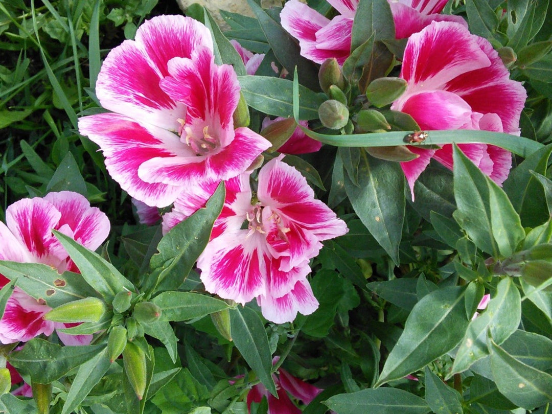 pink white flower seeds