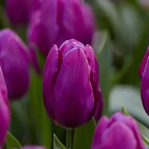 Aroma Tulip Flower Seeds for Planting - 100 pcs