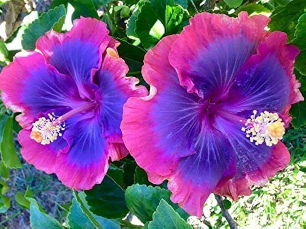 Hibiscus Purple Pink Flower Seeds for Planting - 100 pcs