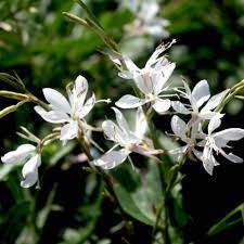 Gaura Flower Seeds for Planting, 100 pcs