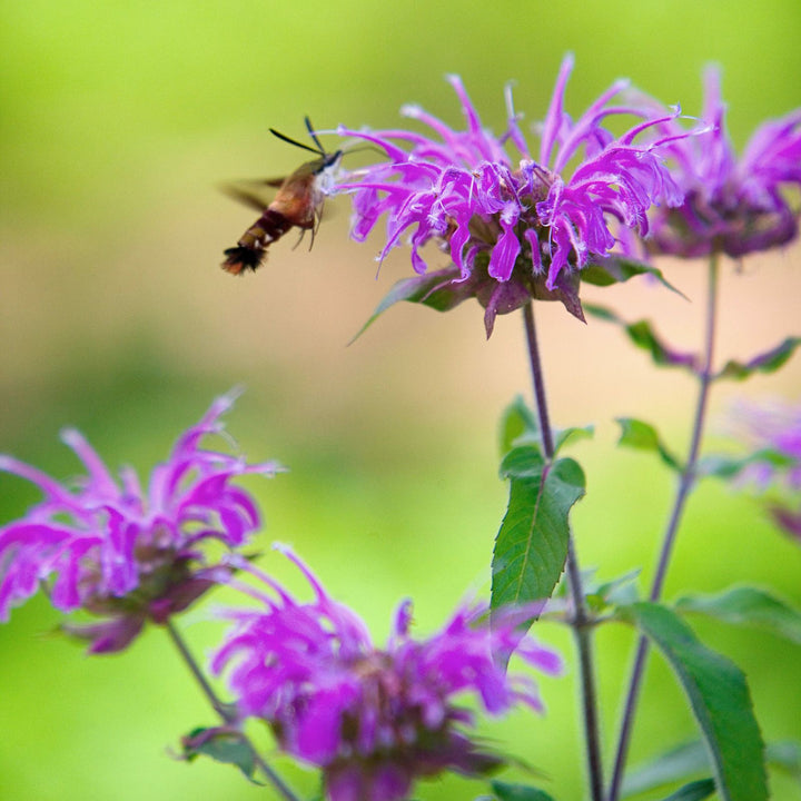 Beebalm Flower Seeds – Heirloom, Non-GMO Seeds for Planting Fragrant Garden Blooms