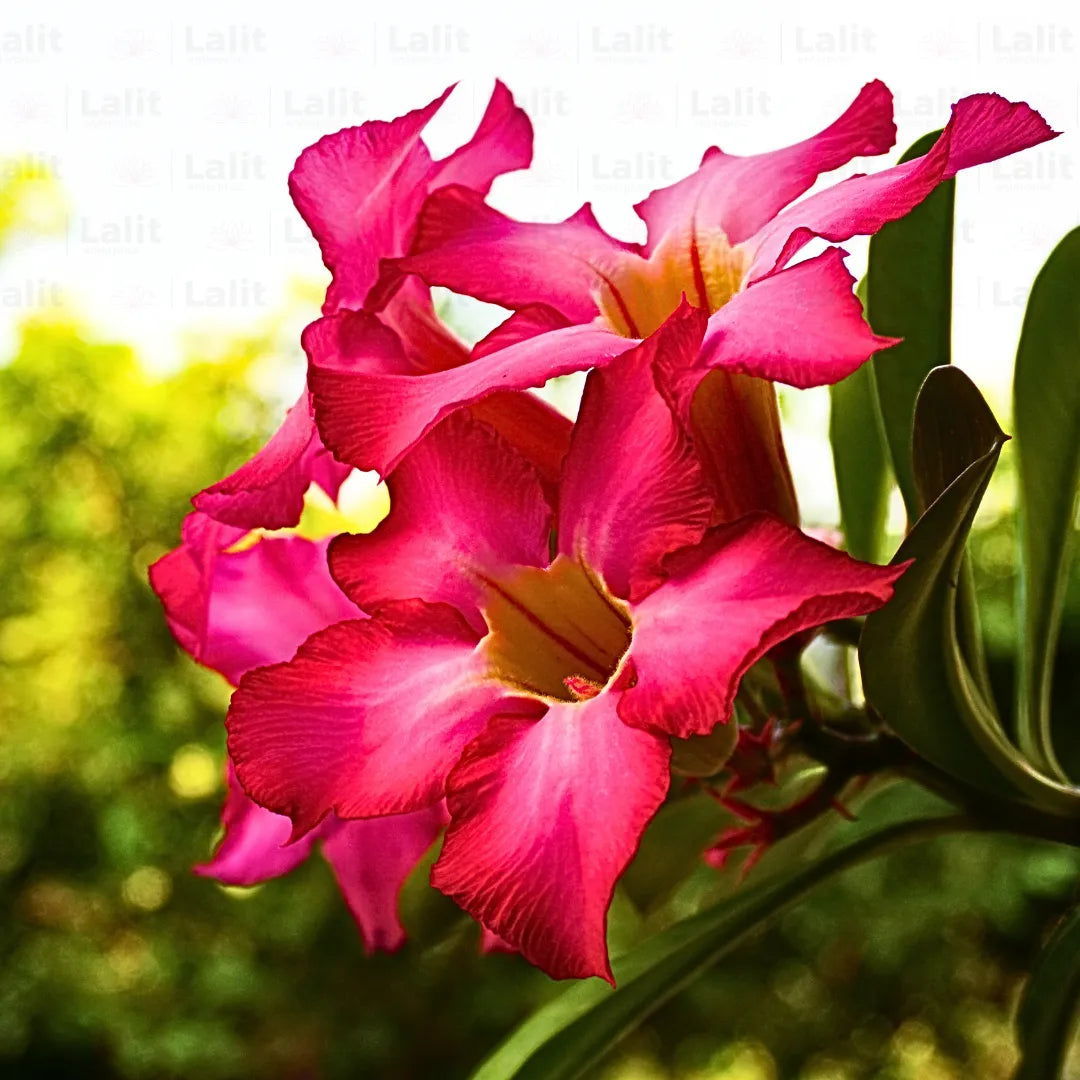 Obesum Flower Seeds for Planting, 100 pcs