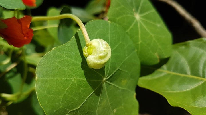 Green Nasturtium Flower Seeds for Planting - 100 pcs