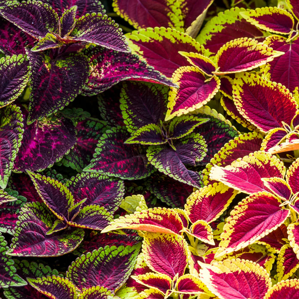 Coleus Multi-Colored Plant Seeds for Planting - 100 pcs