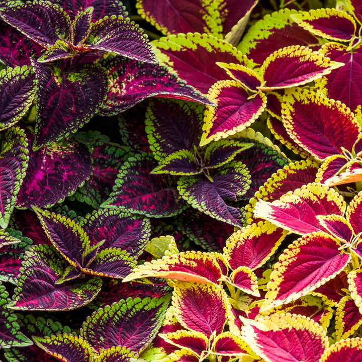 Coleus Flerfarvede plantefrø til udplantning - 100 stk