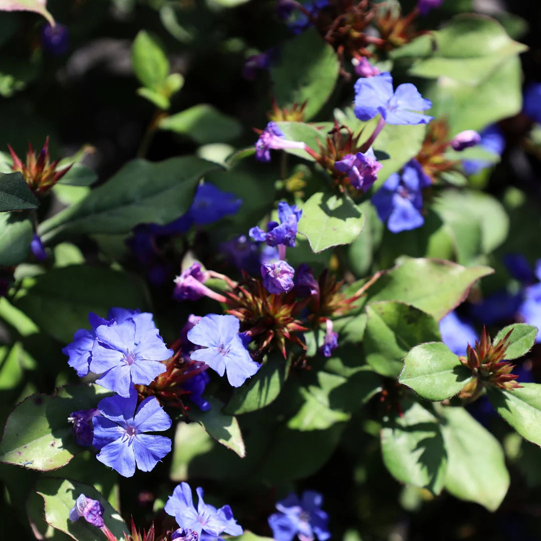 Ceratostigma Plumbaginoides Flower Seeds – Non-GMO, Heirloom Seeds for Garden Planting