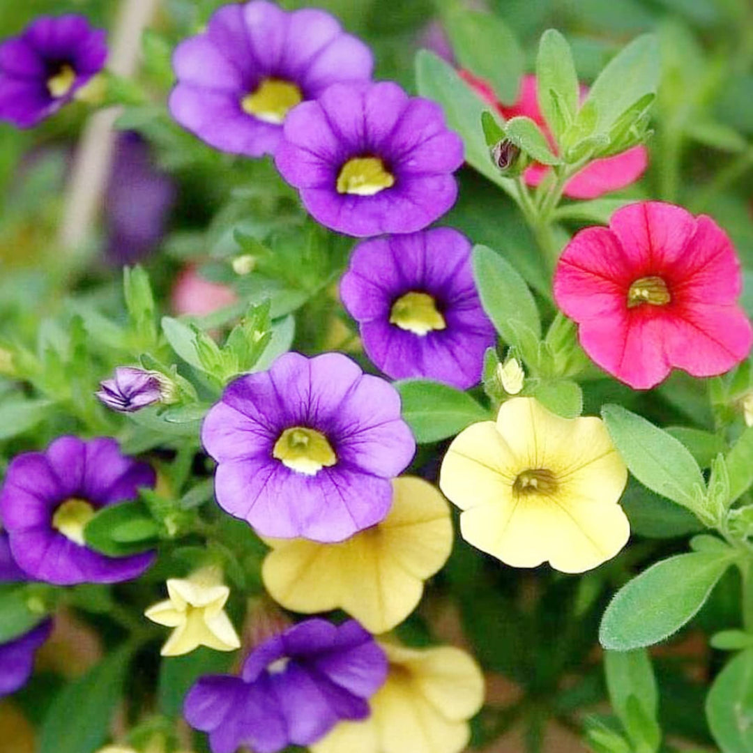 Organic Heirloom Mixed Calibrachoa Flower Seeds – Non-GMO Vibrant Seeds for Planting