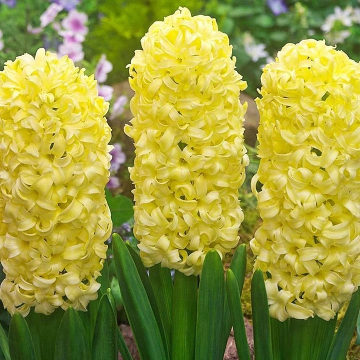 Gule Hyacinthus Orientalis blomsterfrø til udplantning - 100 stk