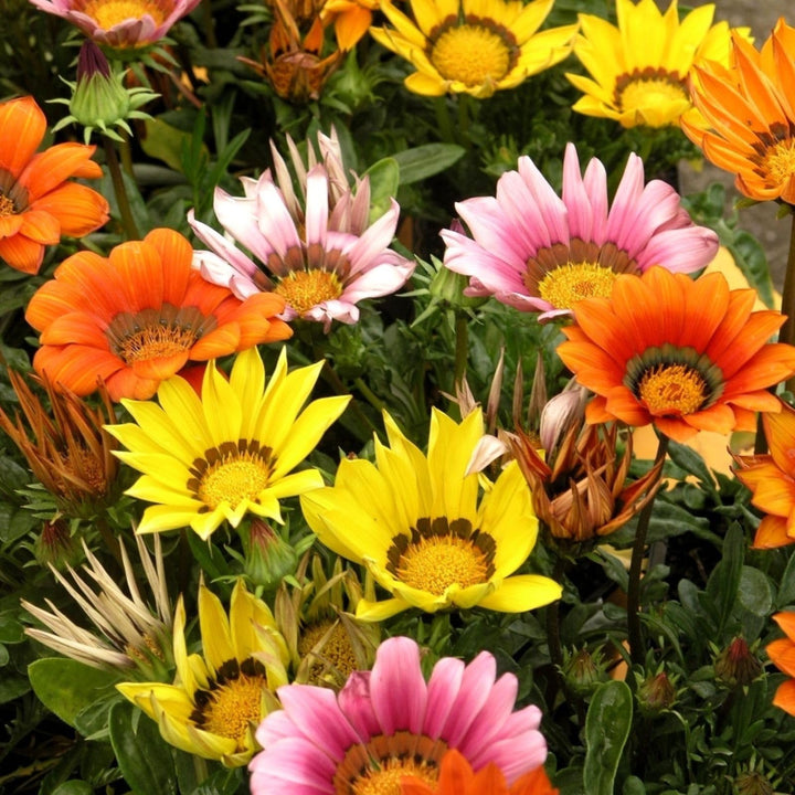 Gazania Treasure Flower Mixed Seeds – Organic, Heirloom, Non-GMO for Planting