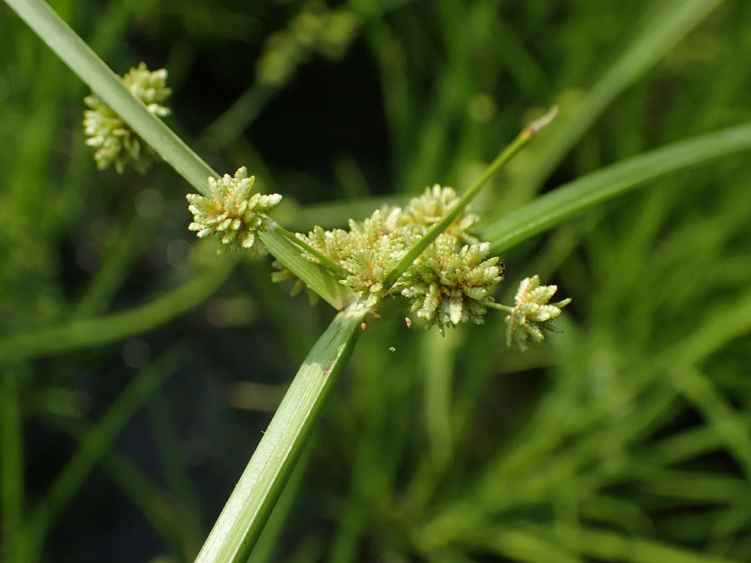 Yellow Cyperus Papyrus Plant Seeds for Planting - 100 pcs