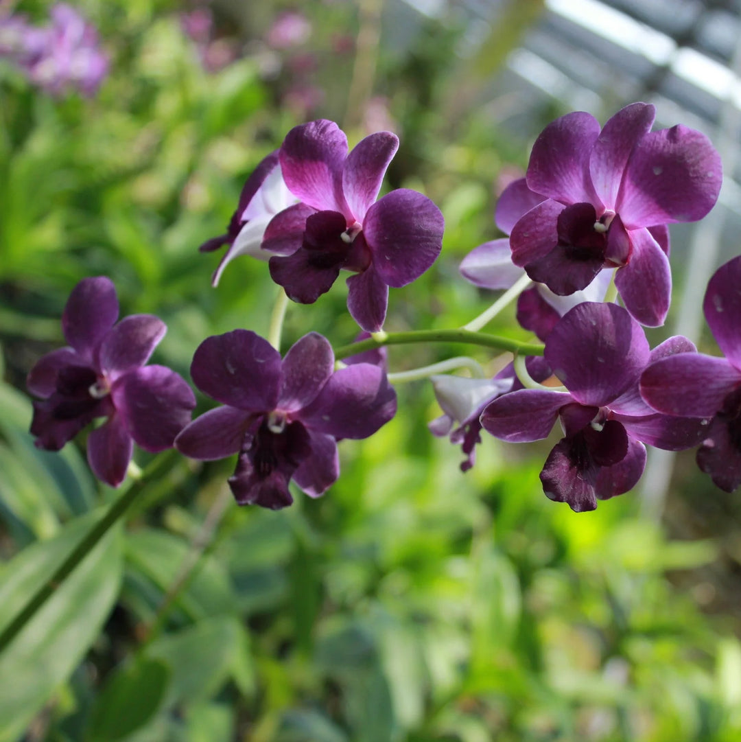 Mørkeblå Dendrobium blomsterfrø til plantning - 100 stk