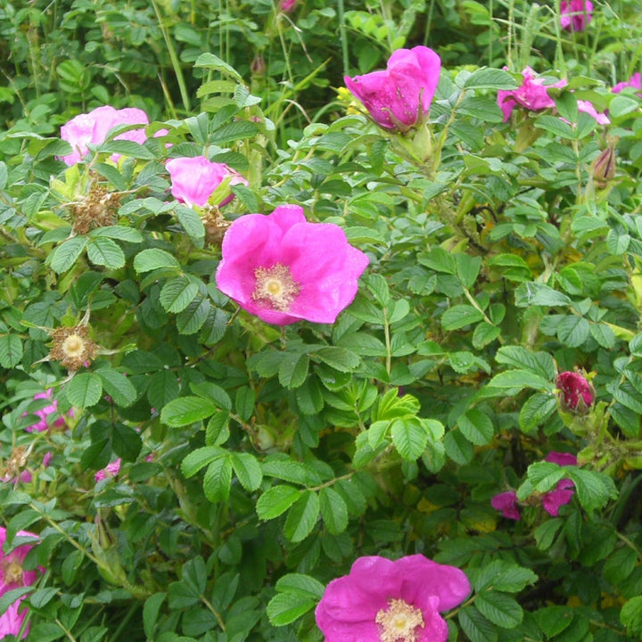 Rugosa Pink Seeds for Planting – Organic, Heirloom, Non-GMO Flower Seeds