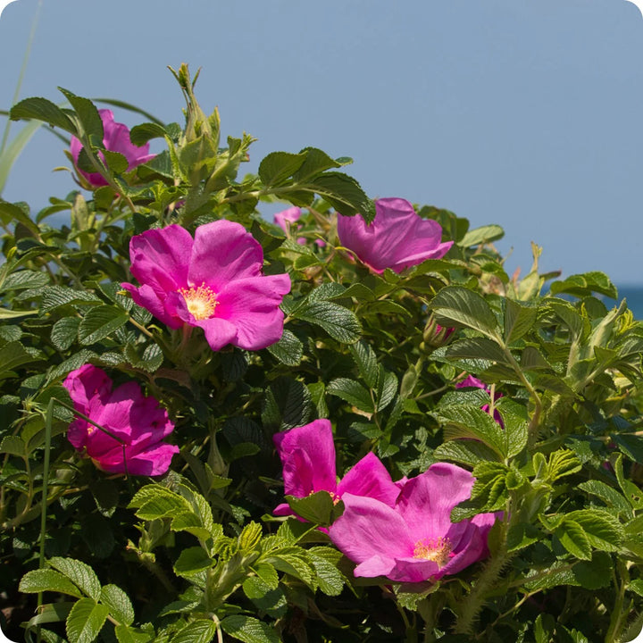 Rosa Rugosa Blomsterfrø til udplantning, 100 stk