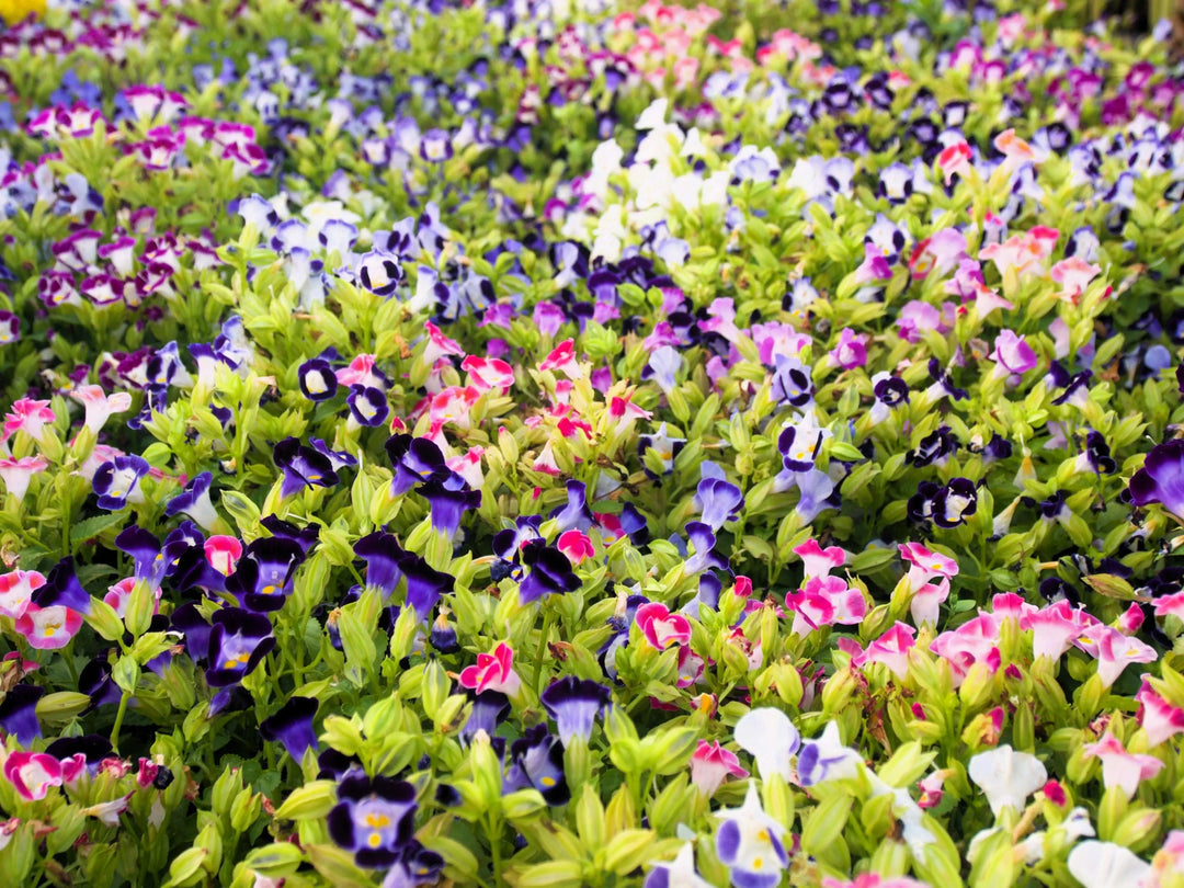 Mix Fournieri Flower Seeds for Planting - 100 pcs