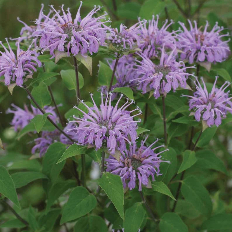 Lilla Monarda Fistulosa blomsterfrø til plantning - 100 stk