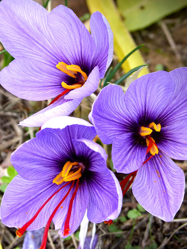 Krokus Blomsterfrø Lys Pink til udplantning 100 stk