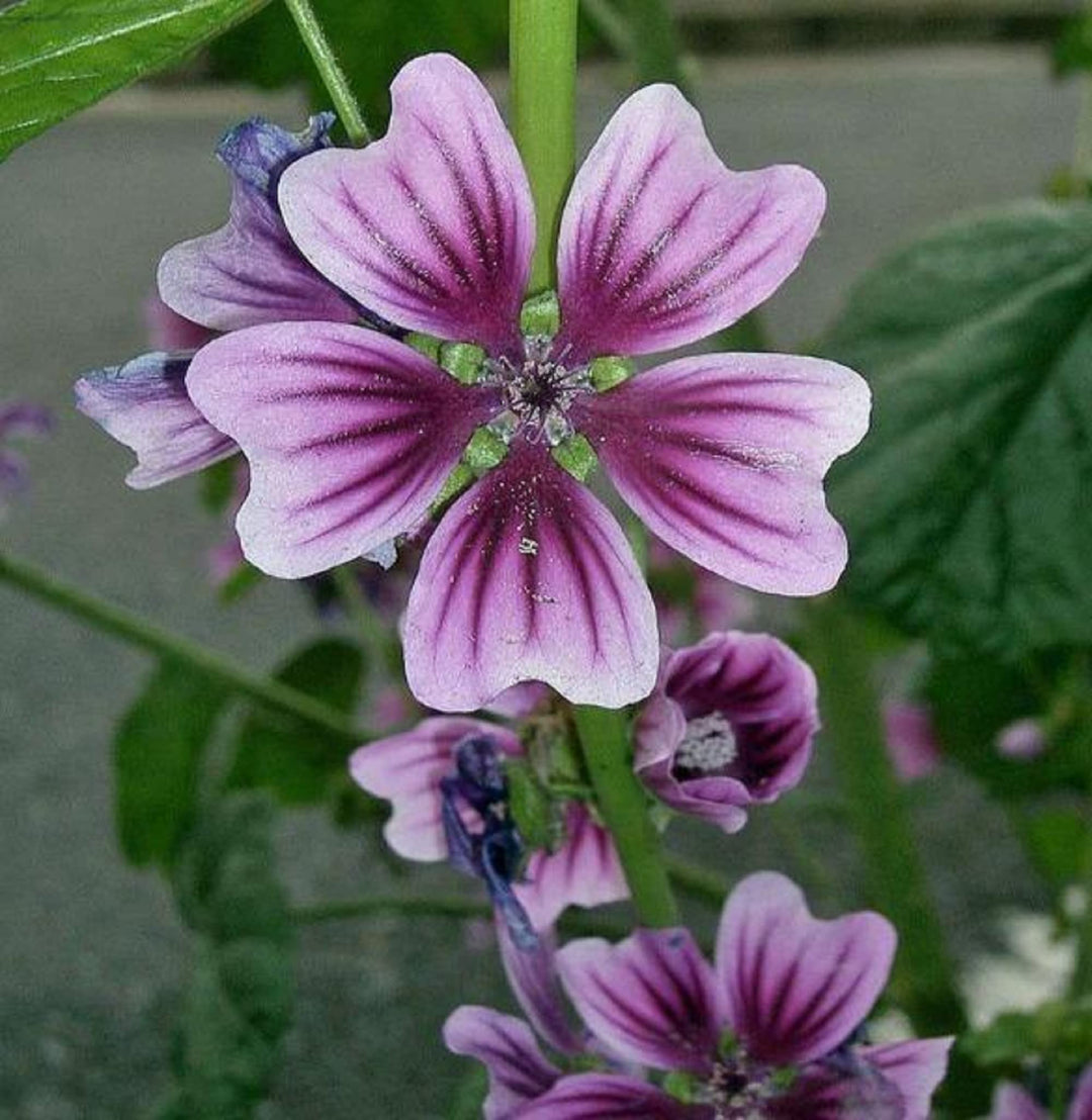 Heirloom Non-GMO Purple White Zebra Mallow Flower Seeds for Garden Planting – Striped Cottage Blooms