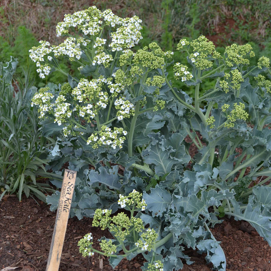 Seakale Blomsterfrø til udplantning - 100 stk