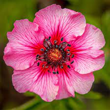 Pink Potentilla Nepalensis blomsterfrø til plantning - 100 stk