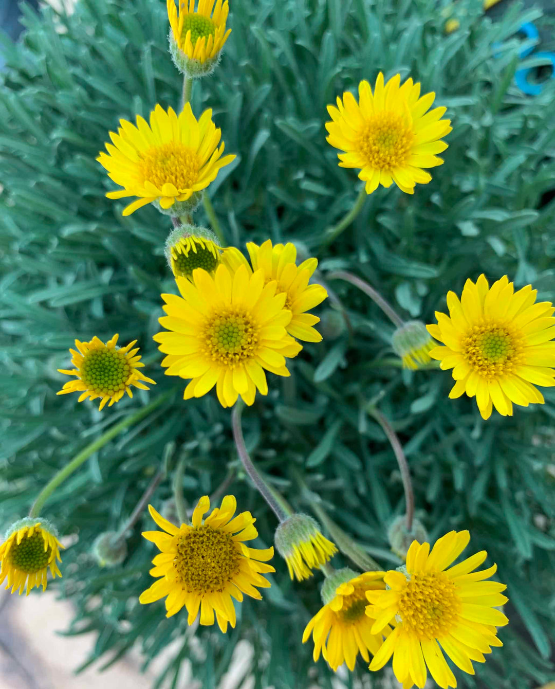 Yellow Erigeron Flower Seeds for Planting - 100 pcs