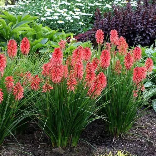 Red Kniphofia Plant Seeds for Planting - 100 pcs